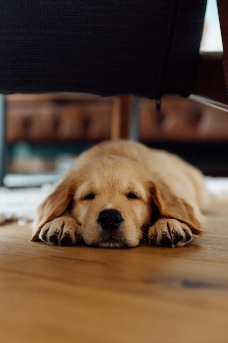 A golden retriever puppy sleeps on a wooden floor.